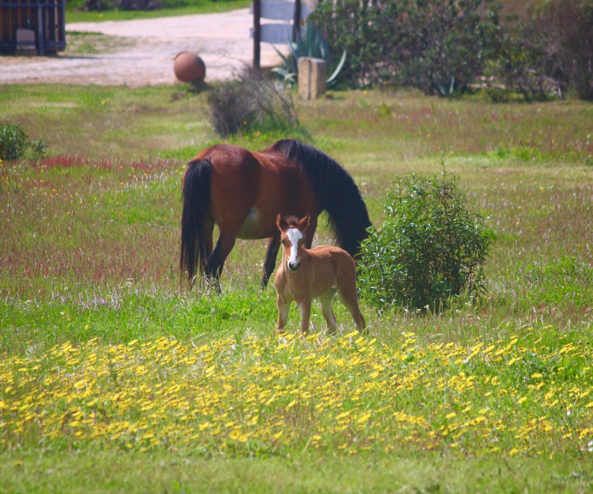 Herdade Monte Do Sol Aljezur Extérieur photo